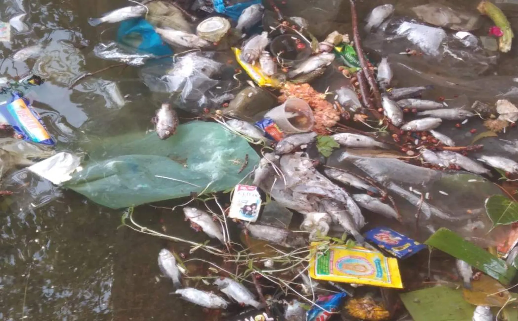 fish floating in Srimushnam temple pond!